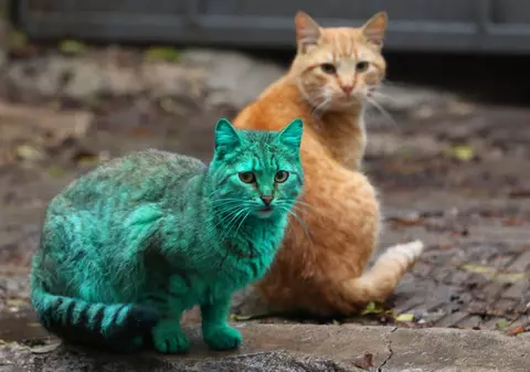 Pisica verde i-a uimit pe locuitorii orașului bulgar Varna