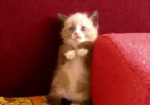 O pisicuţă şi cel mai mare duşman al ei! Vezi ce o sperie atât de rău | VIDEO