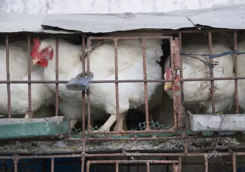 Direcția pentru alimentație publică recunoaște, în sfârșit: ”Carnea de pui are arsenic și proavoacă cancer”