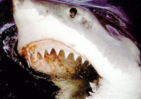 HORROR / Doi sportivi, atacați de un RECHIN! Unul A MURIT, celălalt e în stare gravă / FOTO&VIDEO