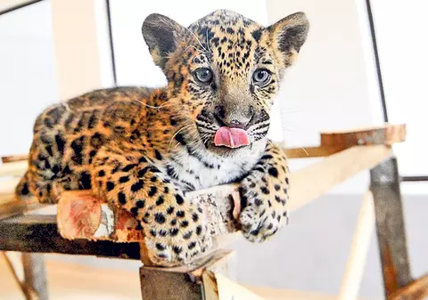 Jaguarul şi căţelul, tovarăşi de castron