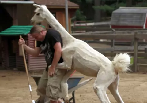 Niciodată să nu superi o lamă! Un îngrijitor de la zoo a aflat asta pe pielea lui | VIDEO 