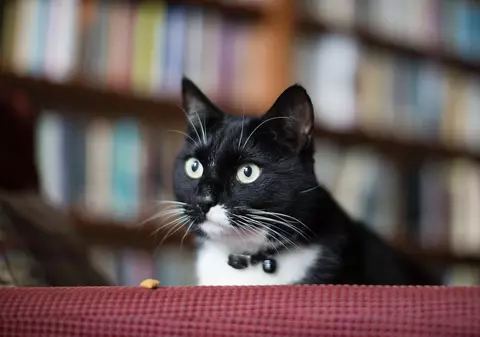 Era o chestiune de timp! După șoareci, a apărut și pisica de bibliotecă | FOTO 