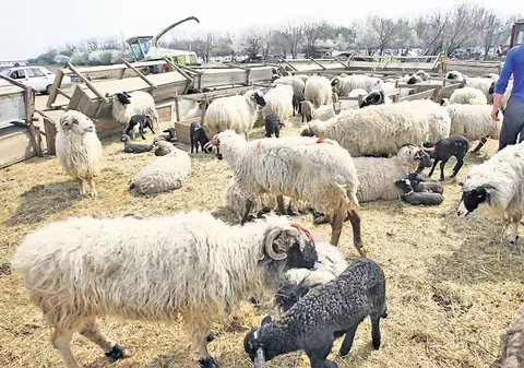 Carnea de miel s-ar putea scumpi cu 50%!