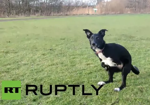 ”Câinele-cangur” din România, vedetă în Marea Britanie | VIDEO 