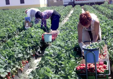 Diaspora îi cere premierului Tudose să intervină pentru protejarea românilor care muncesc în străinătate și sunt abuzați