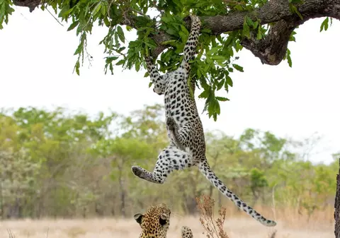 FABULOS | Puiul de leopard care se temea să coboare din copac! Reușește mama lui să-l dea jos? FOTO 