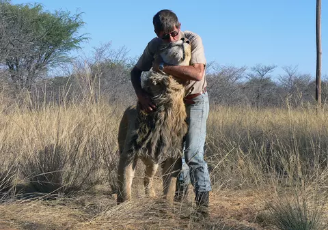 Incredibil! Doarme în pat cu un leu de 254 de kilograme!
