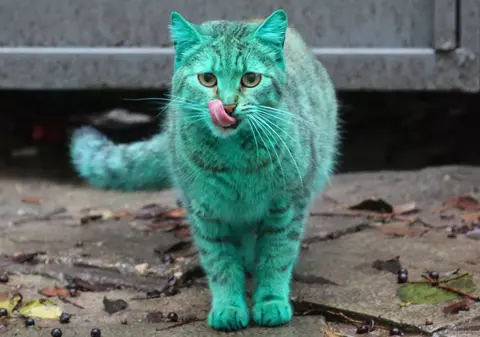Celebra pisică verde din Bulgaria a revenit la culoarea ei naturală. Uite cum arată acum! FOTO
