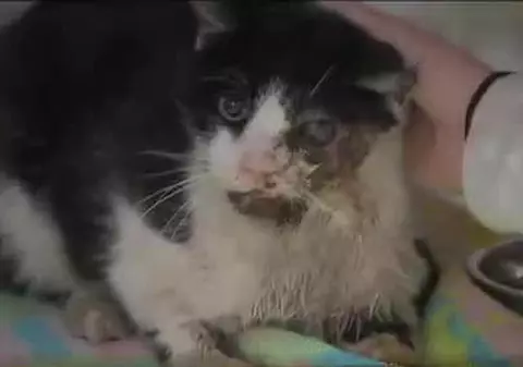 Motanul ”zombie” a apărut în curtea vecinei, la cinci zile după ce a fost îngropat | VIDEO 