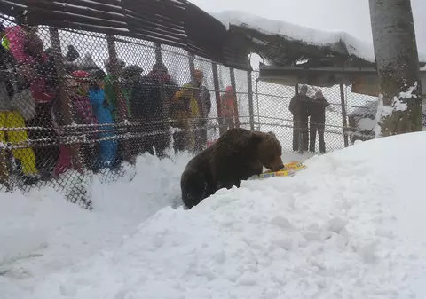 S-au adunat... ca la urs la ziua lui Baloo