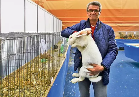 Iepurii uriaşi, vedetele de la târgul de animale