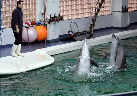 Ni-Ni și Chen-Chen nu mai au «profesori»