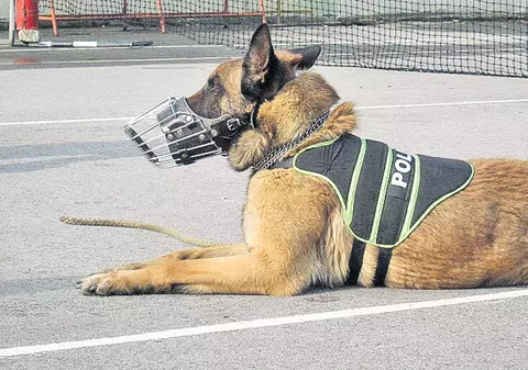 Un câine poliţist și-a luat tălpășița de la «serviciu»