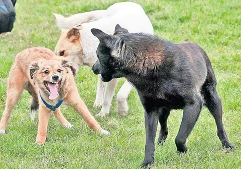 ȘOCANT! Cum sunt omorâți câinii din parcurile bucureștene! Animalele MOR ÎN CHINURI GROAZNICE