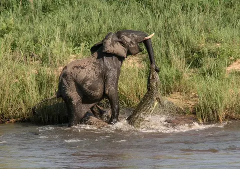 Elefant atacat de un crocodil într-o rezervație din Africa de Sud 