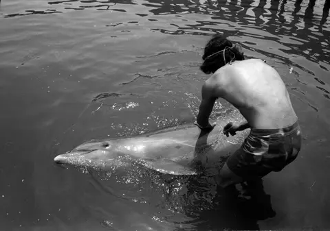 Bărbatul ”sedus” de un delfin a încercat să facă sex şi cu un alt animal