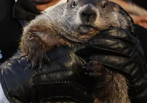 Războiul MARMOTELOR! N-o să crezi ce se întâmplă cu două animăluțe din SUA!