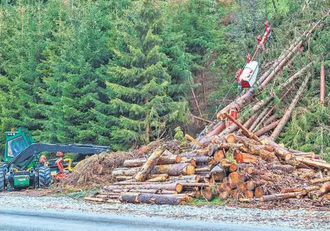 Intri în pădure doar cu acordul pădurarului 