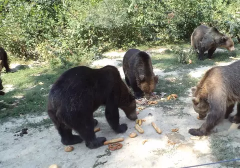 VIDEO| Comportament INUMAN! Urșii sunt folosiți ca momeală pentru câinii de vânătoare