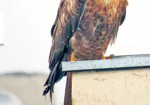 Şoimul abia scăpat din ciocul ciorilor