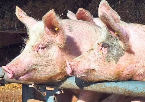 Ucis şi mâncat de propriii porci