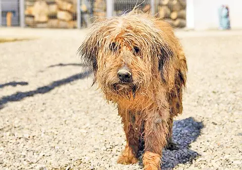 A zăcut 7 zile în mină!