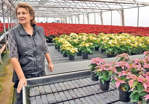 Serele Codlea ar putea înflori din nou