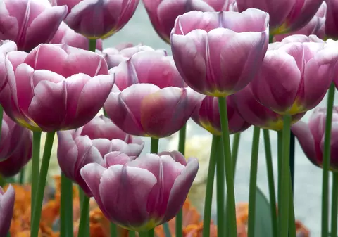 Cele mai frumoase gradini din lume: Keukenhof, din Olanda