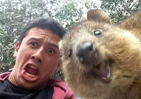 ”Quokka Selfie”, cel mai nou trend de pe Internet