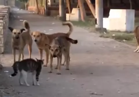 Măsuri drastice. Cât ai putea primi amendă, dacă hrănești câinii vagabonzi