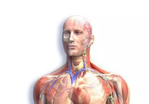 Șapte curiozități ABSOLUT INCREDIBILE despre CORPUL UMAN