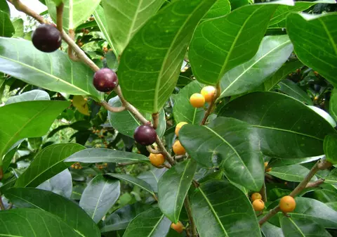 CUM SĂ ÎȚI ÎNGRIJEȘTI FICUSUL! Iată câteva sfaturi utile