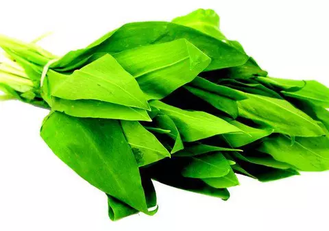 MINUNEA DE PRIMĂVARĂ. LEURDA, leacul natural care ne curăţă organismul de toxine şi ne întăreşte sistemul imunitar