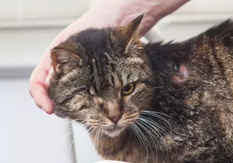 Câți ANI ARE cea mai BĂTRÂNĂ pisică din lume?