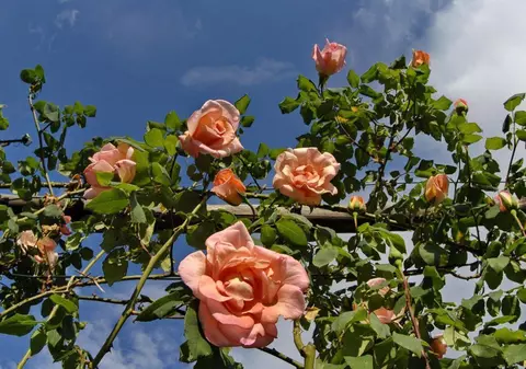 PROGNOZA METEO pe două săptămâni. Cum va fi VREMEA de Florii și de PAȘTE