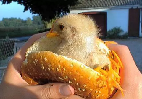 Ai putea RENUNȚA o zi la CARNE? 