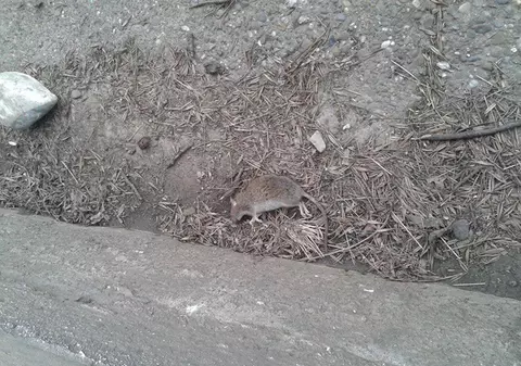 Revoltător! Un focşănean a filmat şobolanii care colcăie pe trotuare. VIDEO