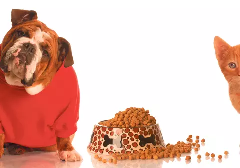 Îţi hrăneşti corect animalele? Alimentaţia e foarte importantă pentru sănătate şi longevitate