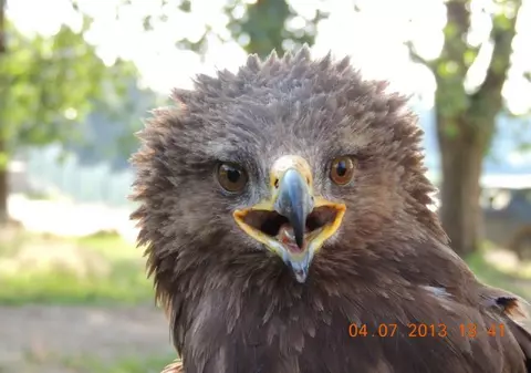 Vine primavara? Arlie, acvila țipătoare mică, se întoarce în România