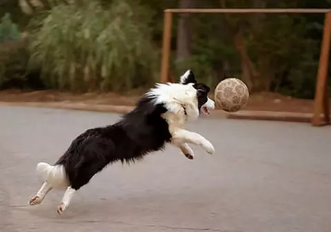 Câinele care a învățat fotbal pe Copacabana e uluitor! Pasează cu exactitate!