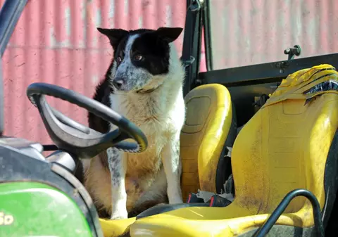 El este vinovatul! Câinele care a deturnat un tractor şi a blocat traficul pe o autostradă | FOTO