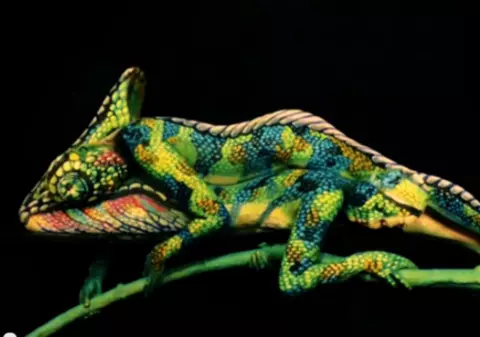 Cea mai tare ILUZIE OPTICĂ: crezi că acesta e un cameleon? Răspunsul te va ului | VIDEO