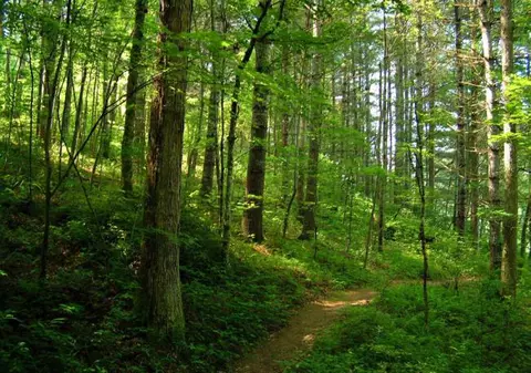 Primele 10.000 de hectare de păduri virgine, identificate de Romsilva