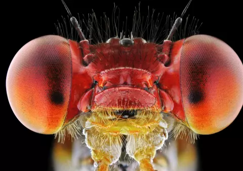 Ai crede că sunt roboți! NU, sunt doar insecte! | FOTO