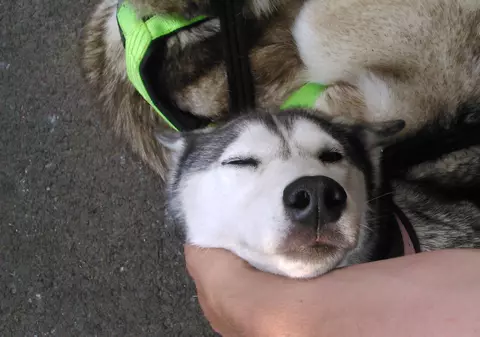 Un bărbat nu mai are voie să se apropie de animale! În ce hal a fost găsit lângă un câine husky? Te crucești!