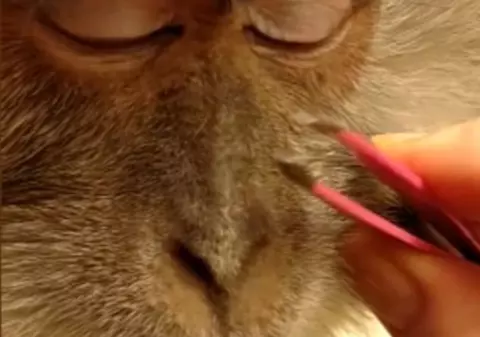 Așa ceva nu ai mai VĂZUT! Ce a putut să-i facă această femeie BIETEI MAIMUȚE | VIDEO