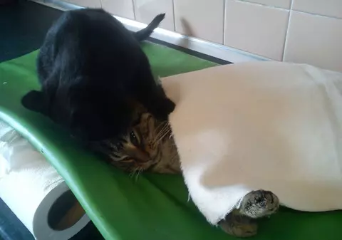 Rademenes, pisica neagră care îngrijește animalele aflate în suferință 
