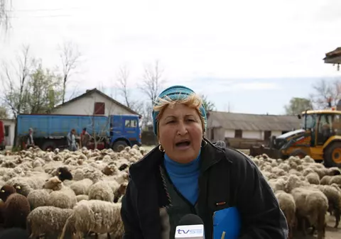 Uluitor! Şi-a mutat stâna la Primărie!