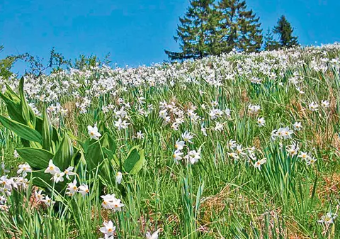 Operațiunea «salvează narcisa»